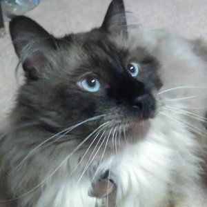 Meet your Posher, Allyson